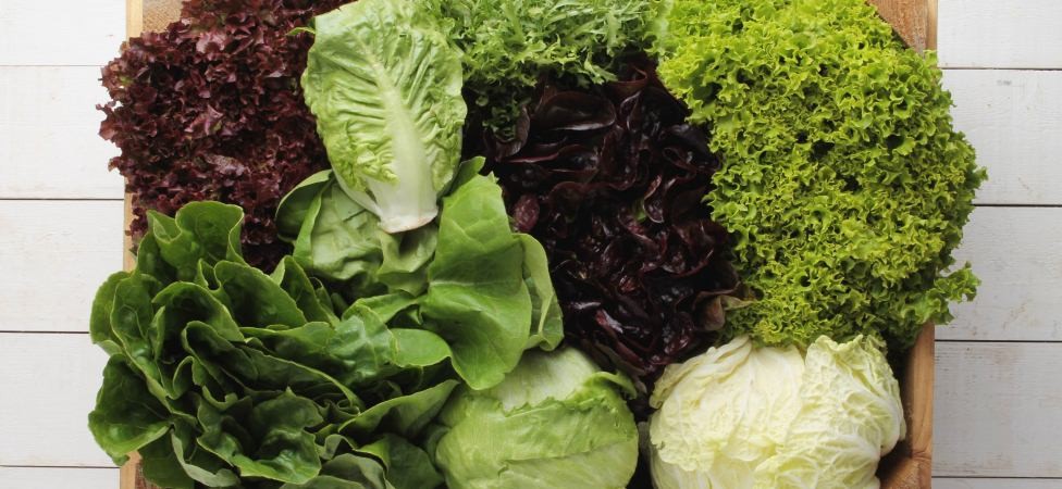 Zelena salata - fina i hrskava