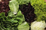 Zelena salata - fina i hrskava